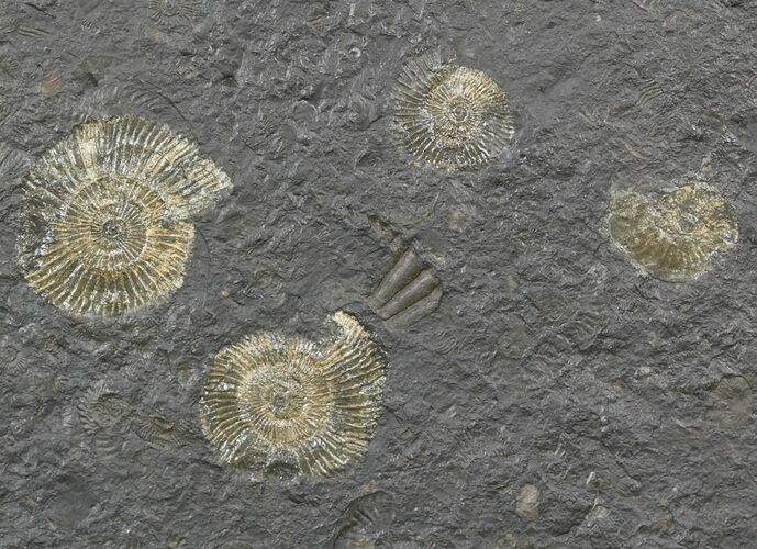 Dactylioceras Ammonite Cluster - Posidonia Shale #52903
